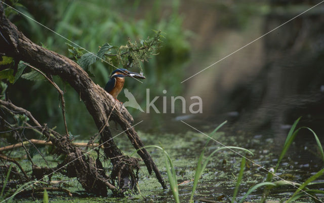 IJsvogel (Alcedo atthis)
