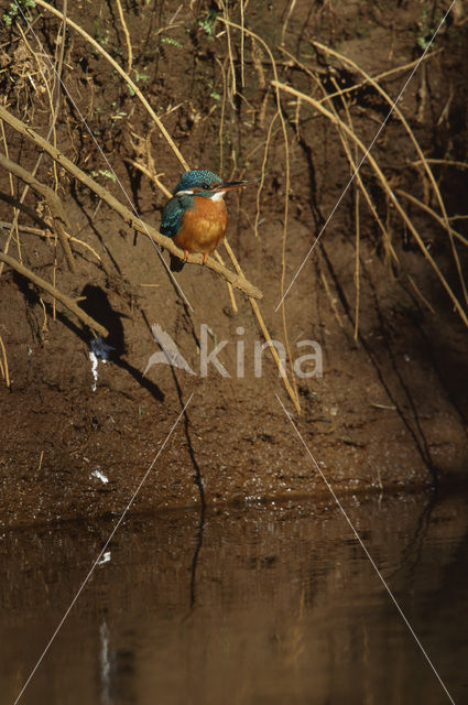 Kingfisher (Alcedo atthis)