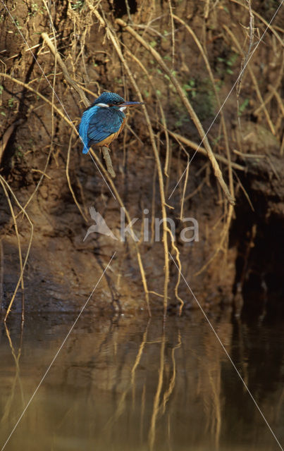 IJsvogel (Alcedo atthis)