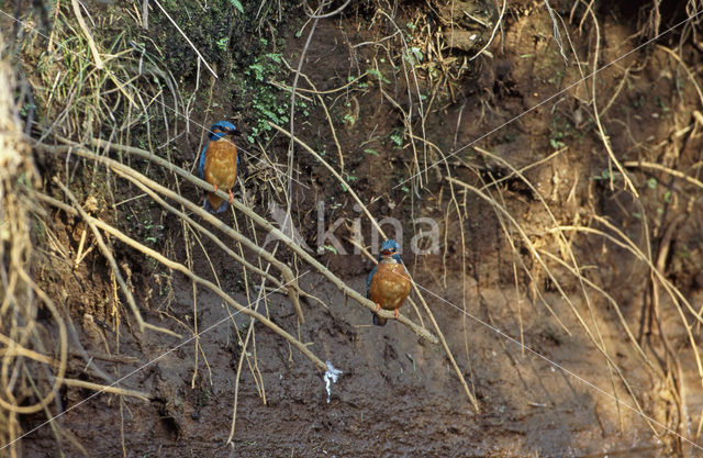 Kingfisher (Alcedo atthis)