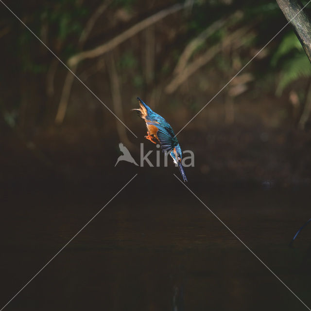 Kingfisher (Alcedo atthis)