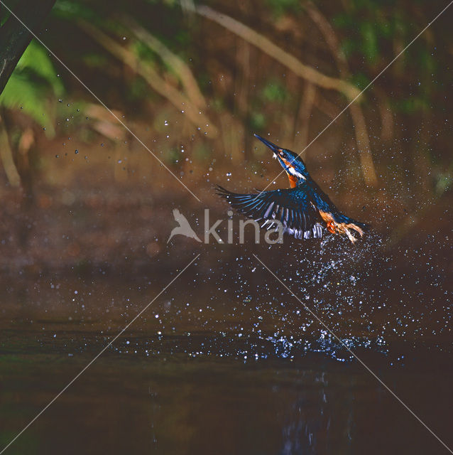 Kingfisher (Alcedo atthis)