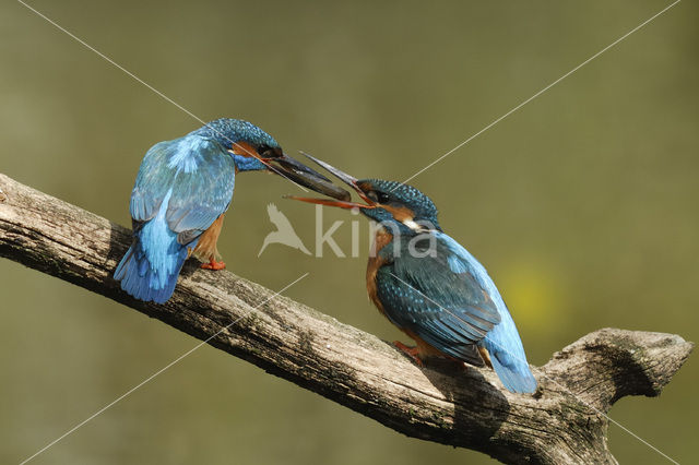 Kingfisher (Alcedo atthis)