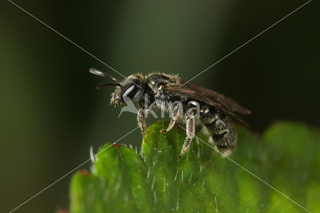 Ingesnoerde groefbij (Lasioglossum minutissimum)
