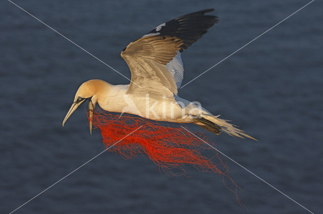 Northern Gannet (Morus bassanus)