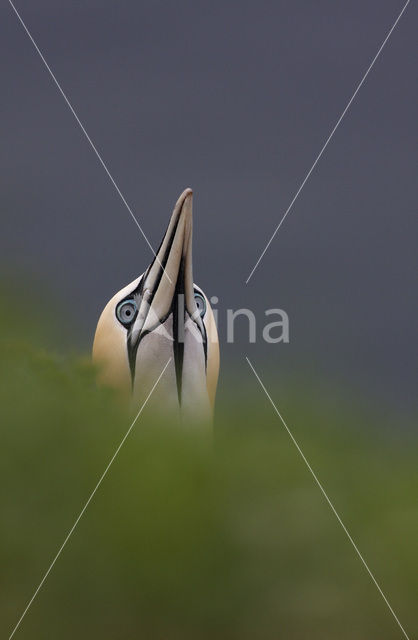 Northern Gannet (Morus bassanus)