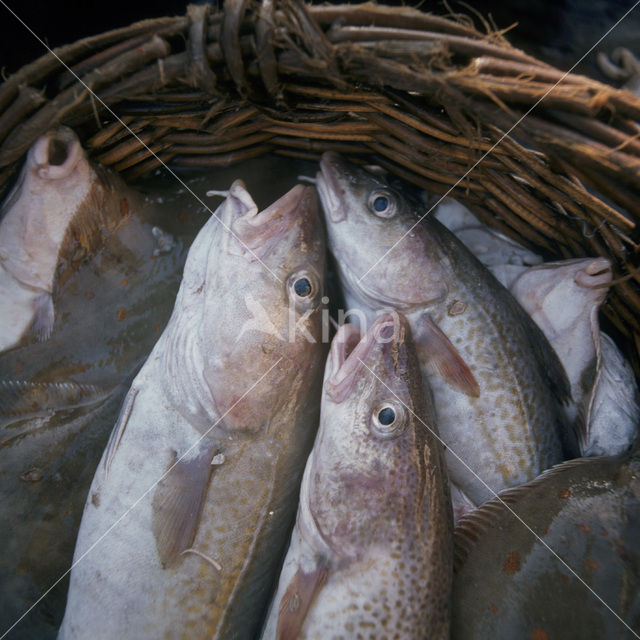 Kabeljauw (Gadus morhua)