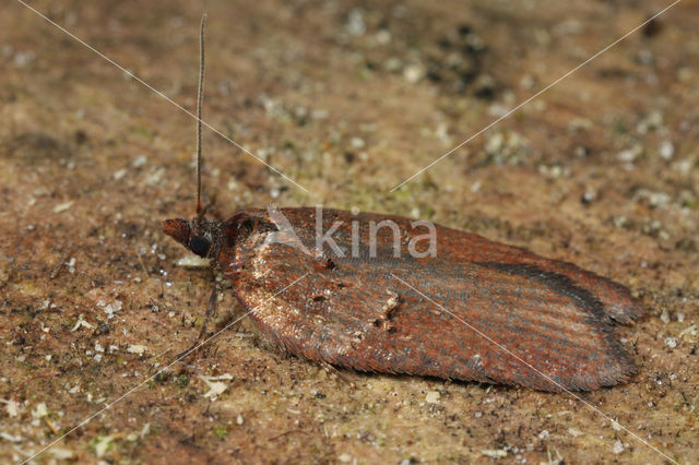 Kameleonbladroller (Acleris hastiana)