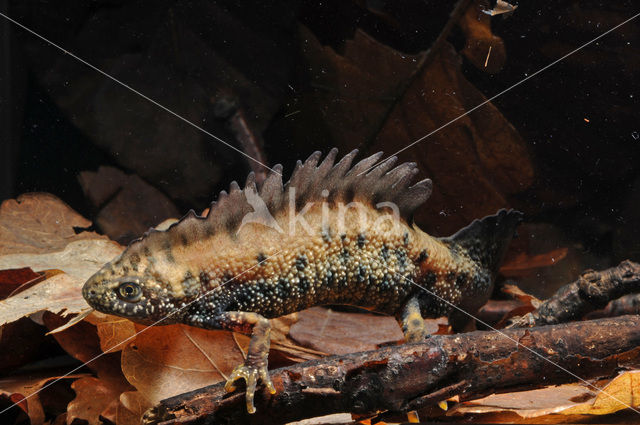 Kamsalamander (Triturus cristatus)