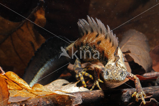 Great Crested Newt