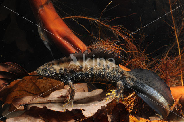 Great Crested Newt