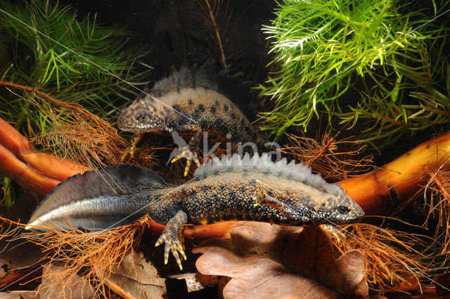 Great Crested Newt