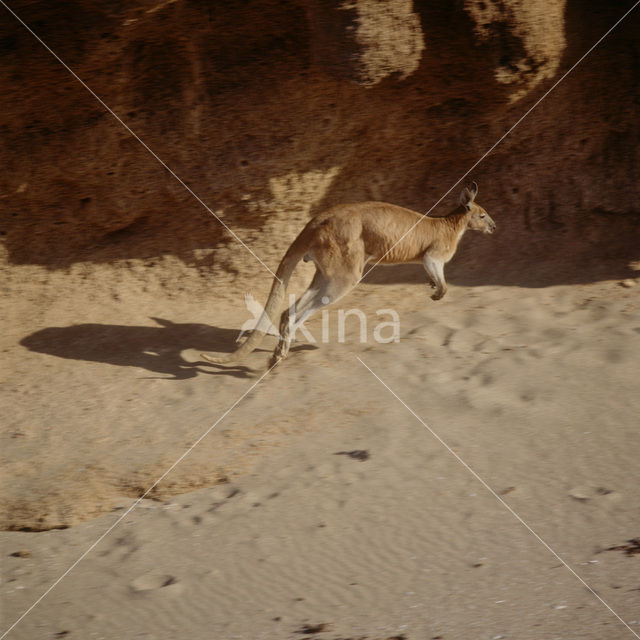 Wallaby (Macropus spec.)