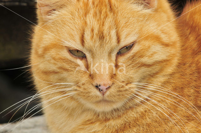 Cat (Felis domesticus