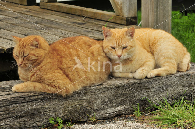 Cat (Felis domesticus