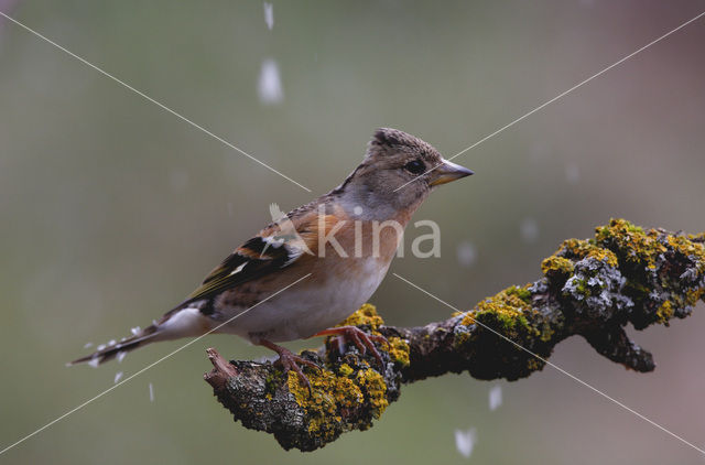 Keep (Fringilla montifringilla)