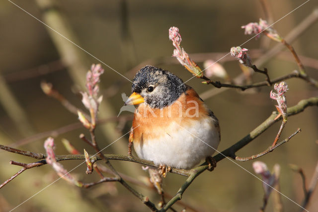 Brambling (Fringilla montifringilla)