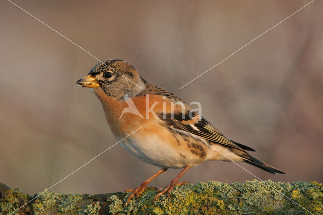 Brambling (Fringilla montifringilla)