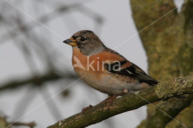 Keep (Fringilla montifringilla)