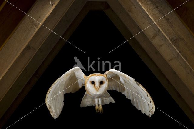 Kerkuil (Tyto alba)