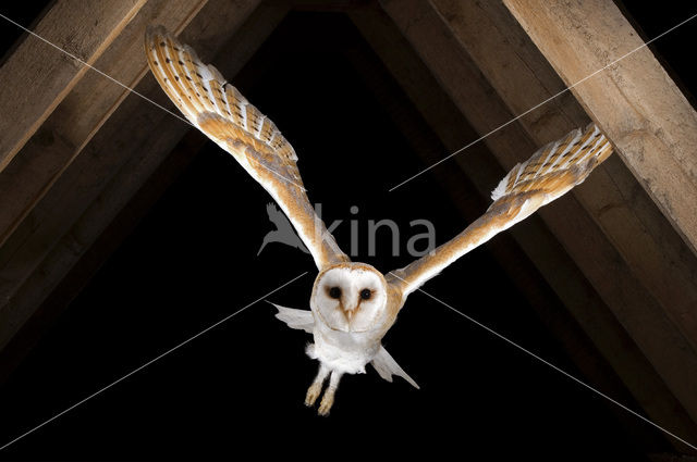 Barn Owl (Tyto alba)