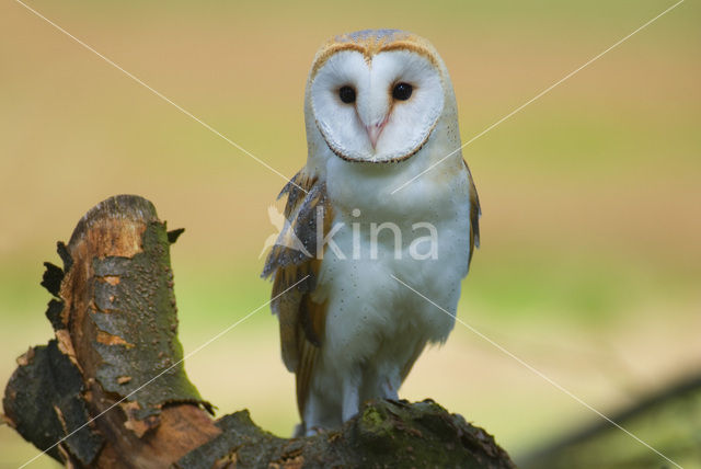 Barn Owl (Tyto alba)