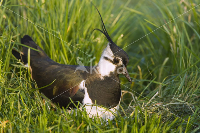 Lapwing (Vanellus vanellus)