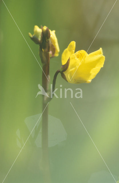 Klein blaasjeskruid (Utricularia minor)