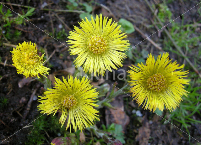 Coltsfoot (Tussilago farfara)