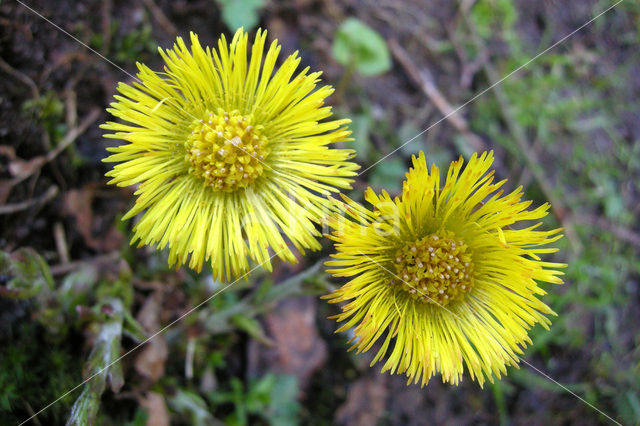 Klein hoefblad (Tussilago farfara)