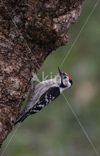 Lesser Spotted Woodpecker (Picoides minor)