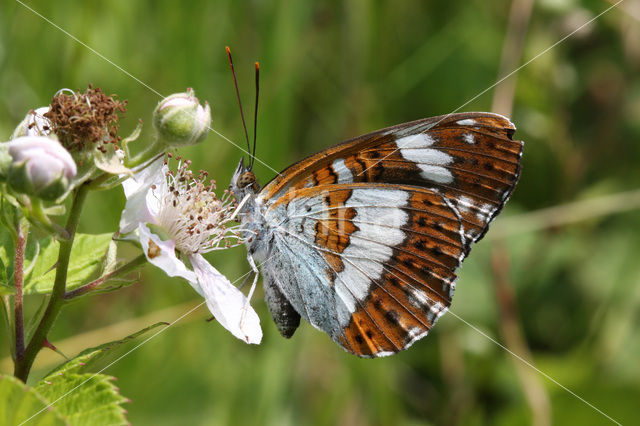 Kleine IJsvogelvlinder (Limenitis camilla)