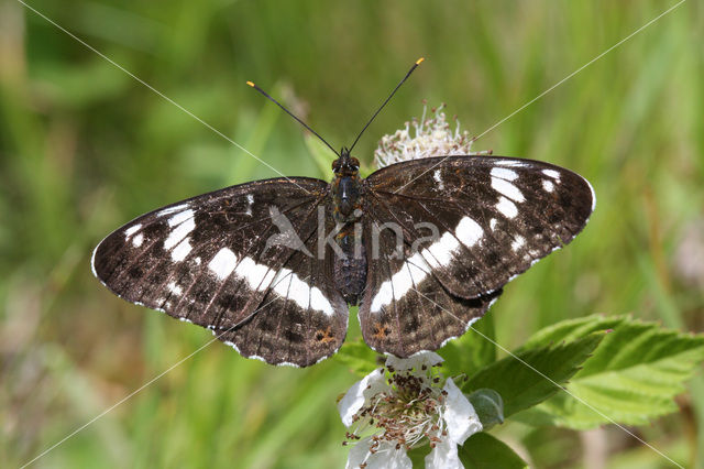 White Admiral (Limenitis camilla)