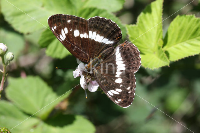 Kleine IJsvogelvlinder (Limenitis camilla)