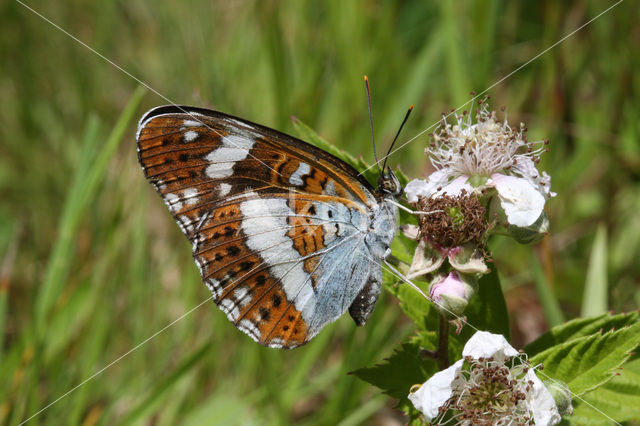 Kleine IJsvogelvlinder (Limenitis camilla)