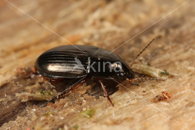 Kleine Roodpootglimmer (Amara anthobia)