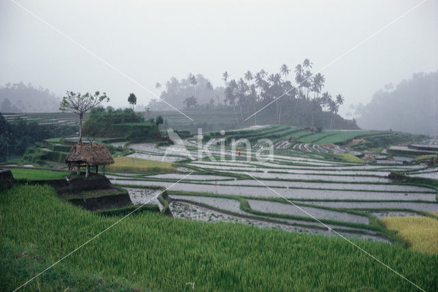 Lesser Sunda Islands