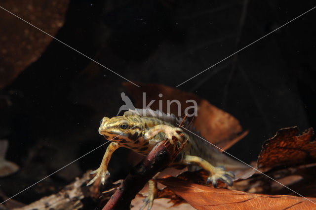 Kleine watersalamander (Lissotriton vulgaris)