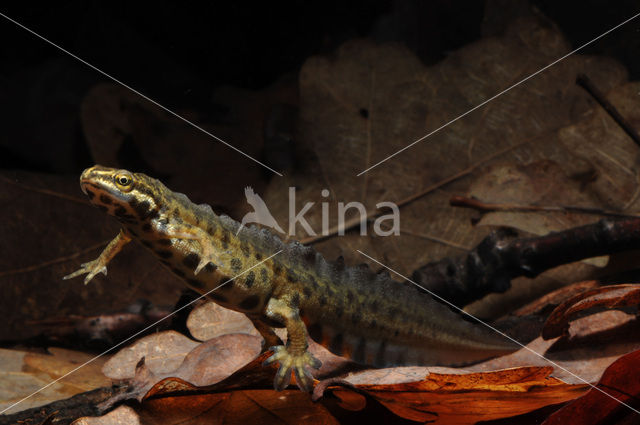 Kleine watersalamander (Lissotriton vulgaris)