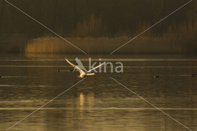 Knobbelzwaan (Cygnus olor)