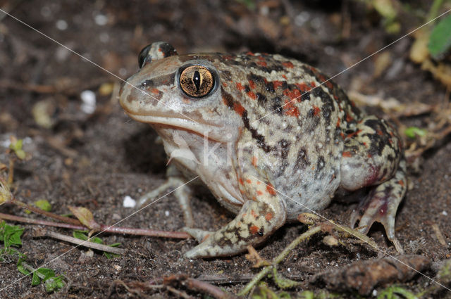 Common Spadefoot Toad (Pelobates fuscus)