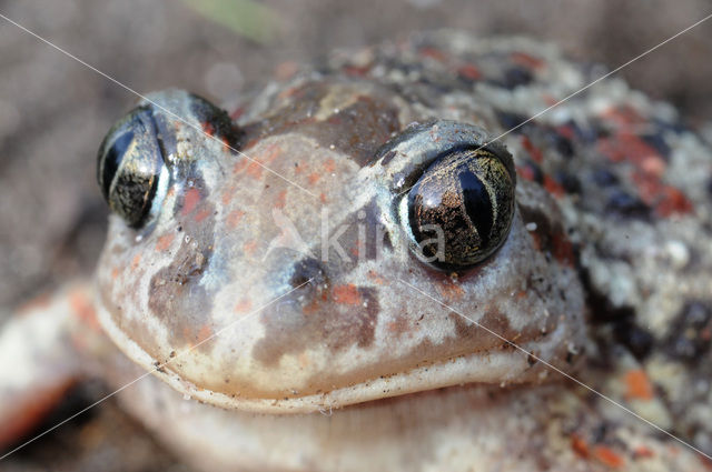 Common Spadefoot Toad (Pelobates fuscus)
