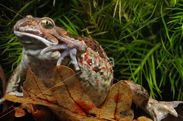 Common Spadefoot Toad (Pelobates fuscus)