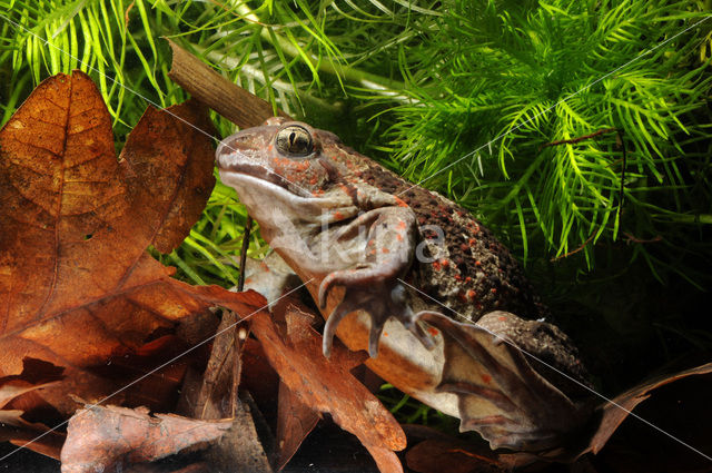 Common Spadefoot Toad (Pelobates fuscus)