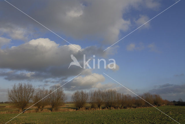 Knotwilg (Salix alba)