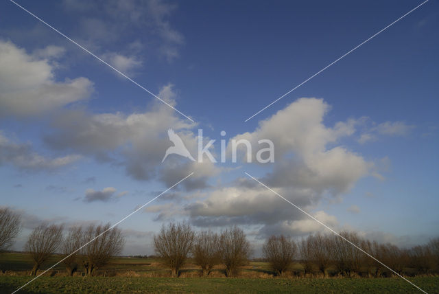 Knotwilg (Salix alba)