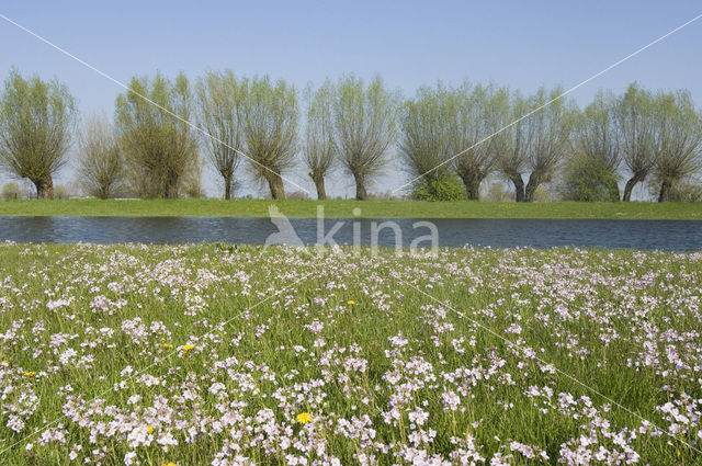 Knotwilg (Salix alba)