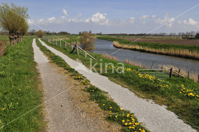 Knotwilg (Salix alba)