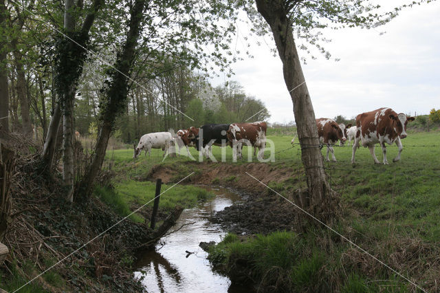 Cow (Bos domesticus)