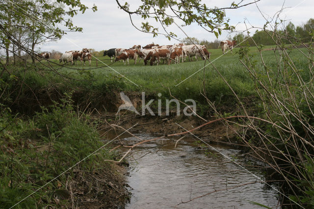 Cow (Bos domesticus)